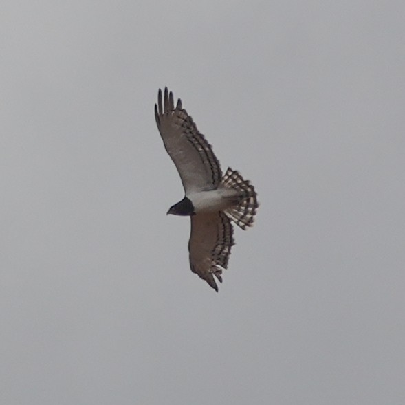 Black-chested Snake-Eagle - ML645693165