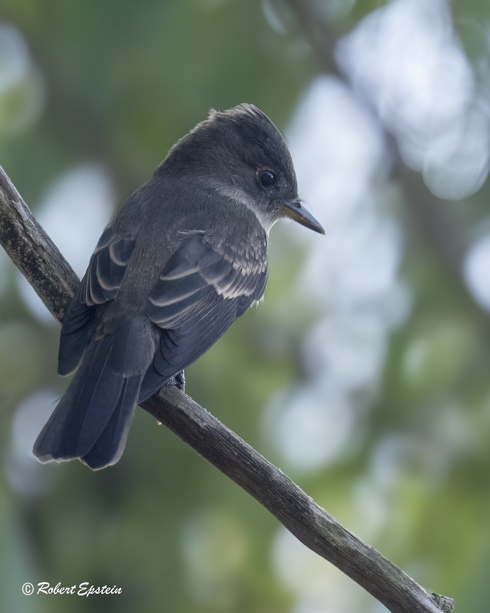 Western Wood-Pewee - ML645693167