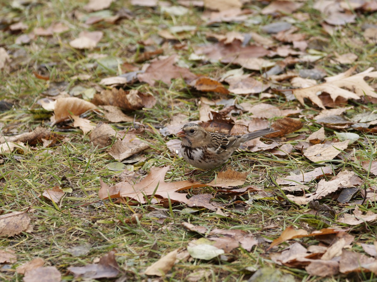 Harris's Sparrow - ML645693171