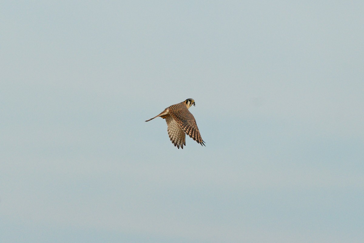 Crécerelle d'Amérique - ML645693175