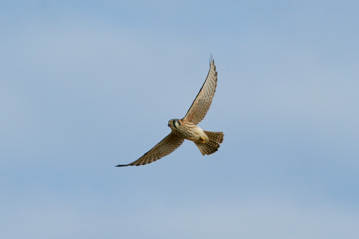 Crécerelle d'Amérique - ML645693177