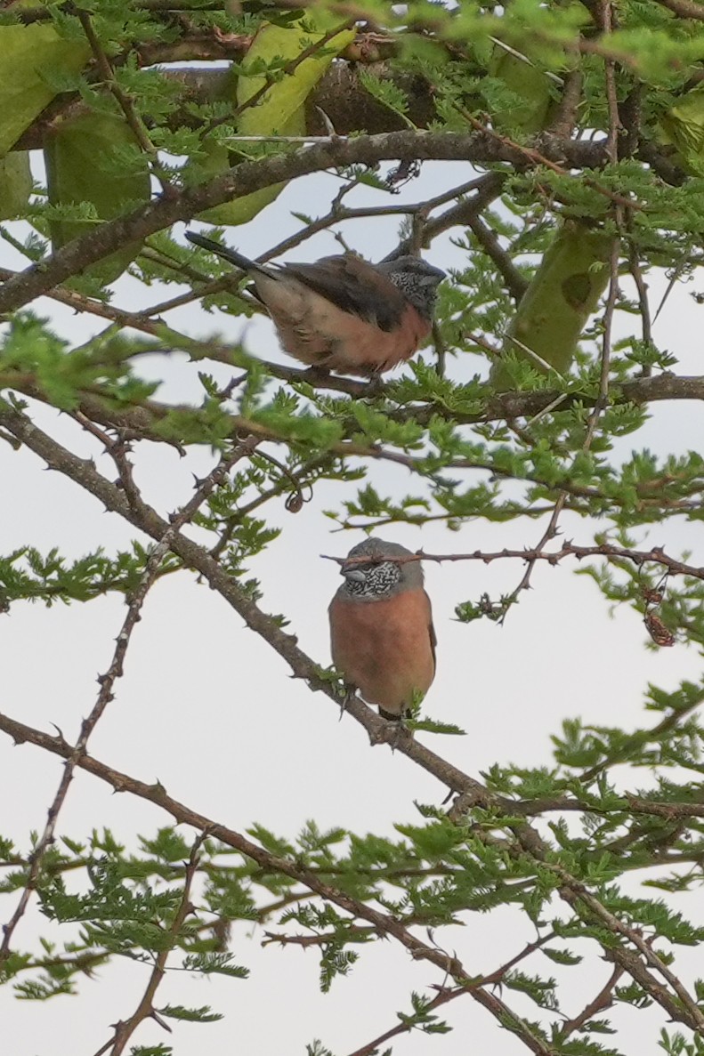 Gray-headed Silverbill - ML645693186