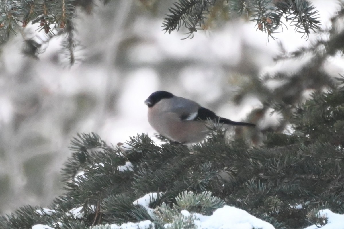 Eurasian Bullfinch - ML645693188