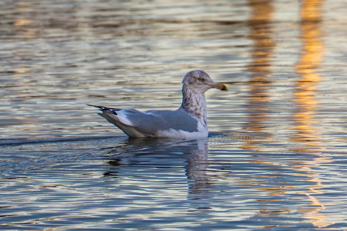 Kaio hauskara amerikarra - ML645693190