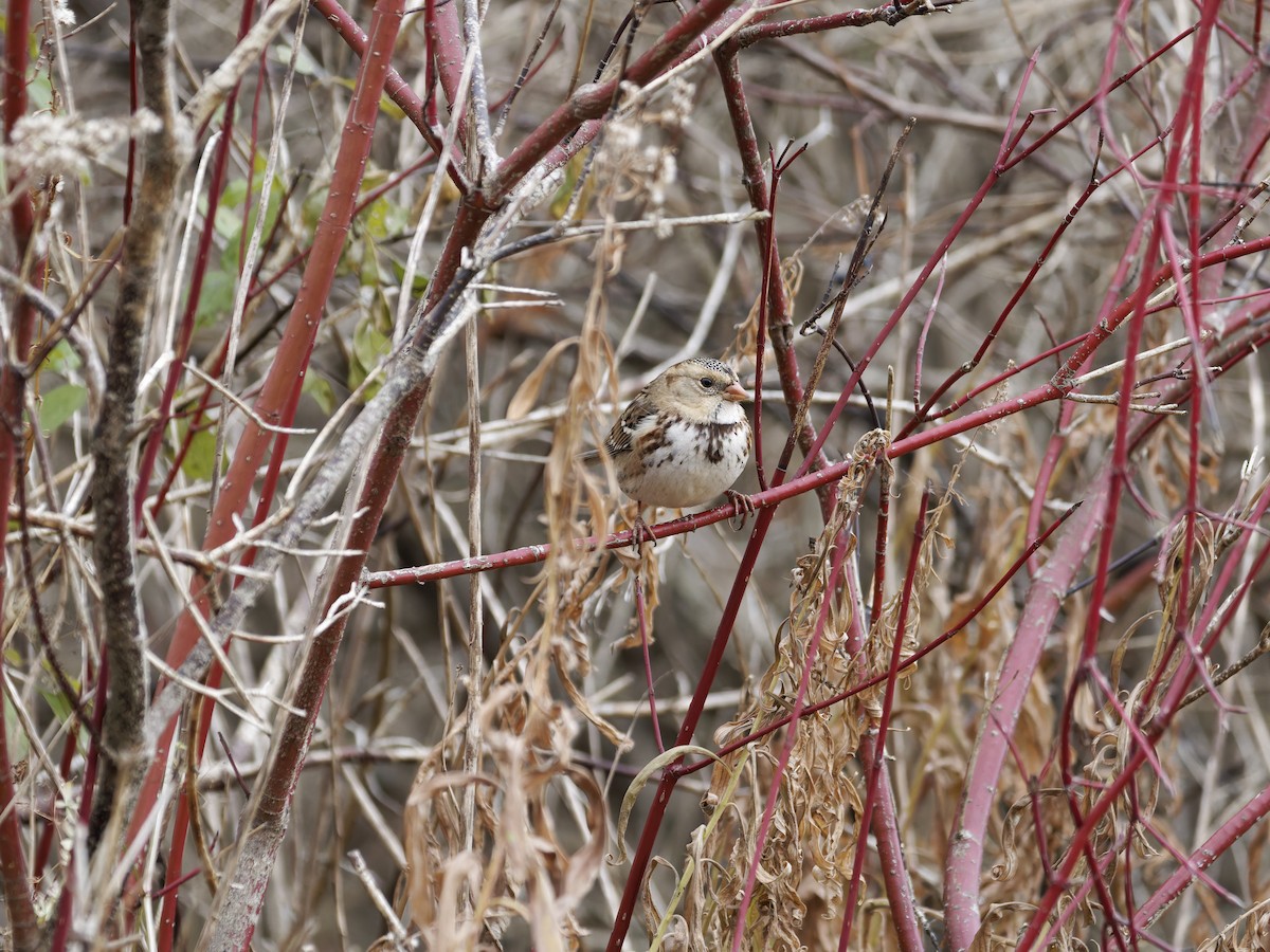 Harris's Sparrow - ML645693197