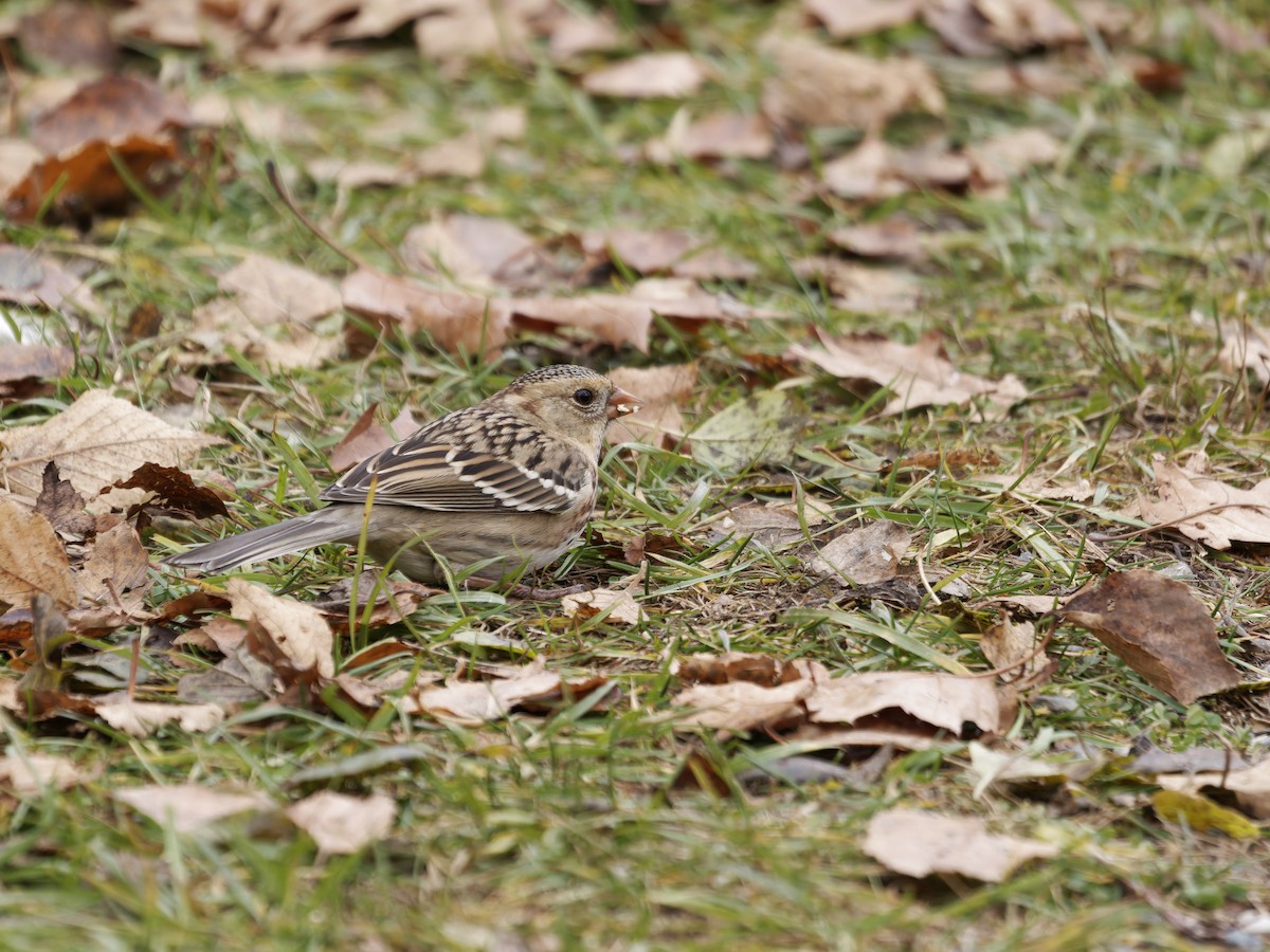Harris's Sparrow - ML645693215