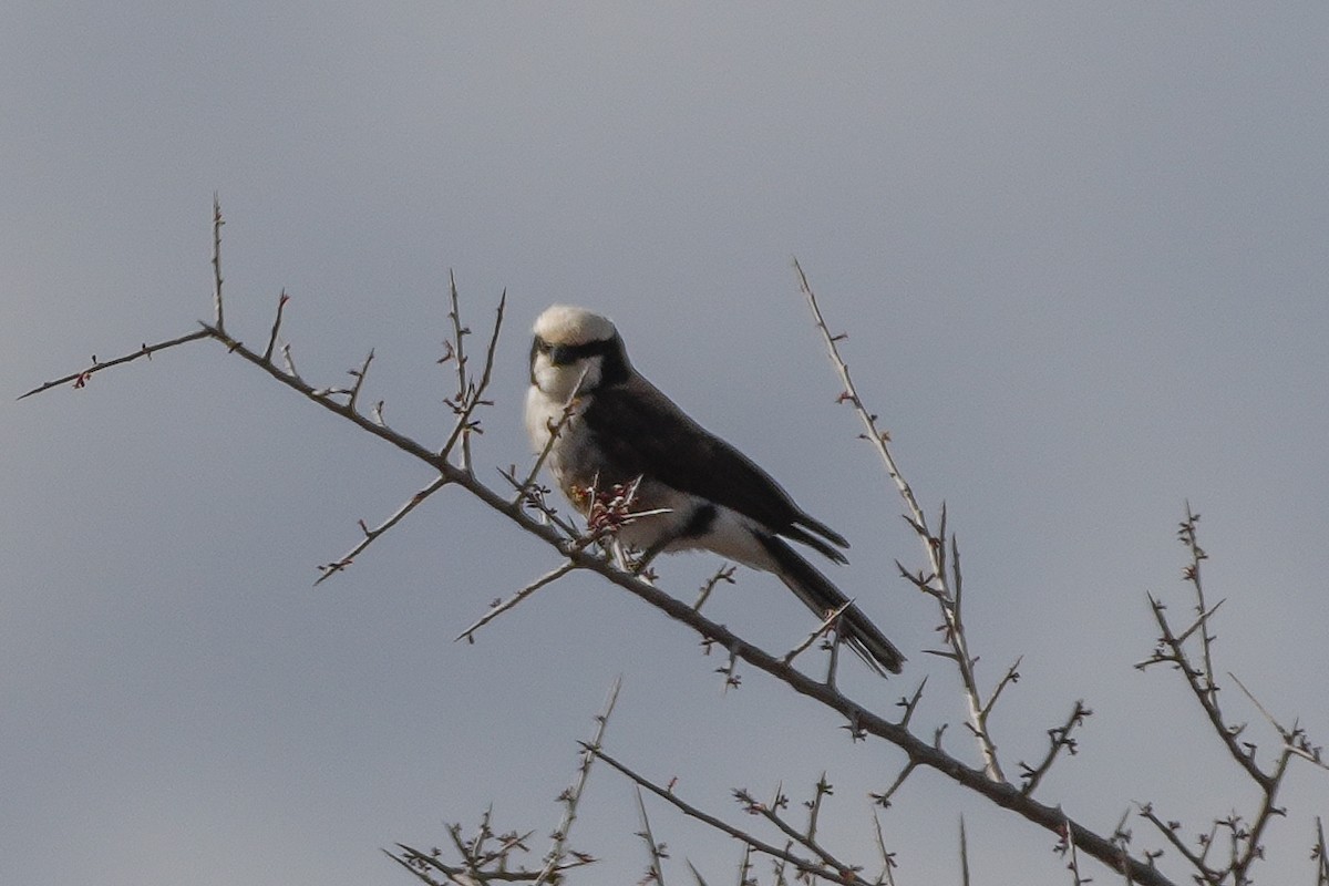 White-rumped Shrike - ML645693216