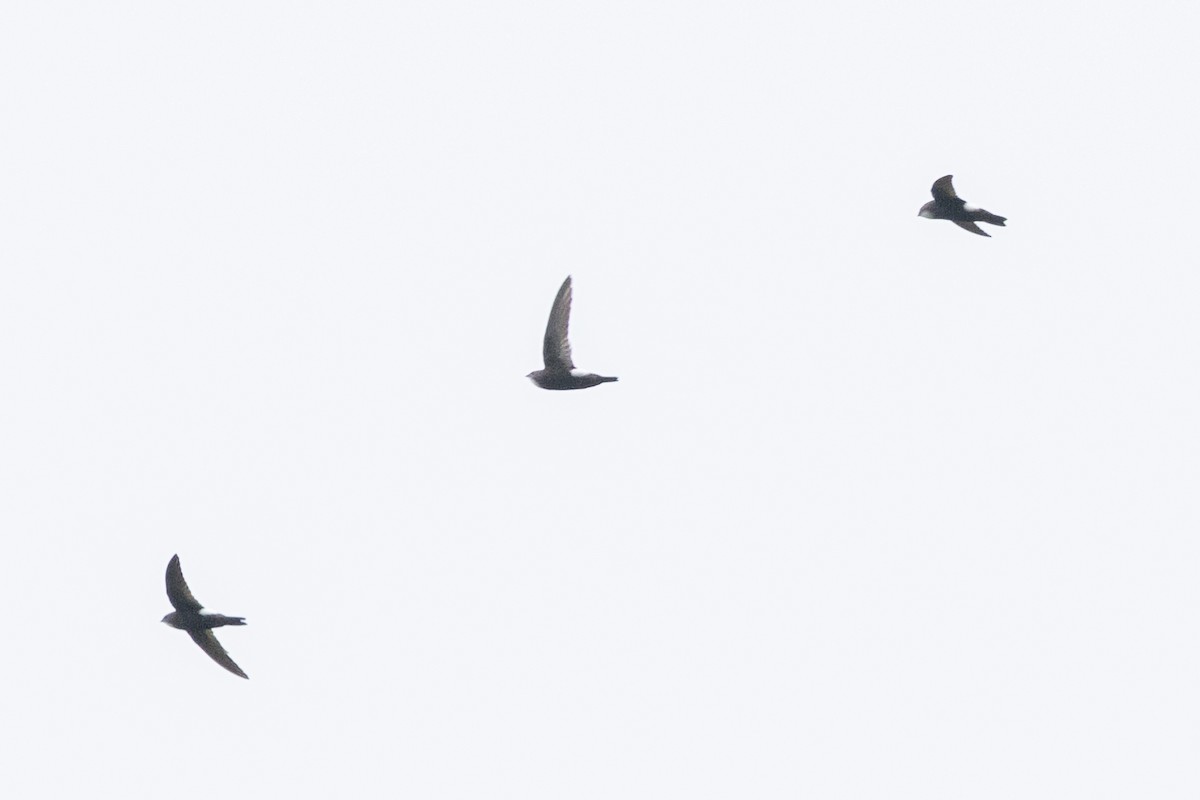 House Swift - ML645693219