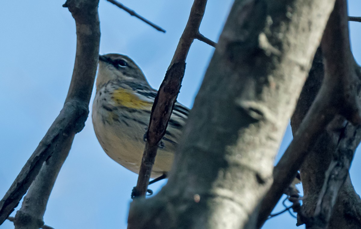 キヅタアメリカムシクイ - ML645693226