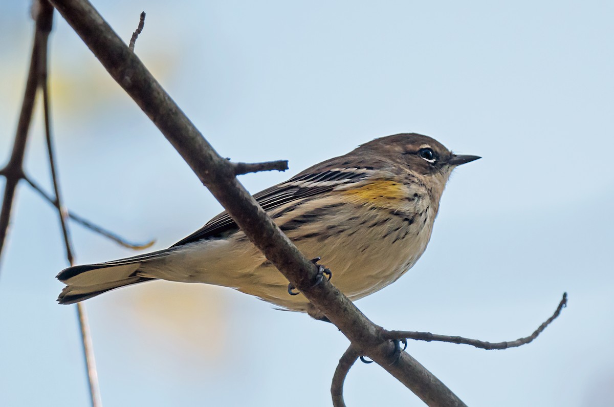 キヅタアメリカムシクイ - ML645693227