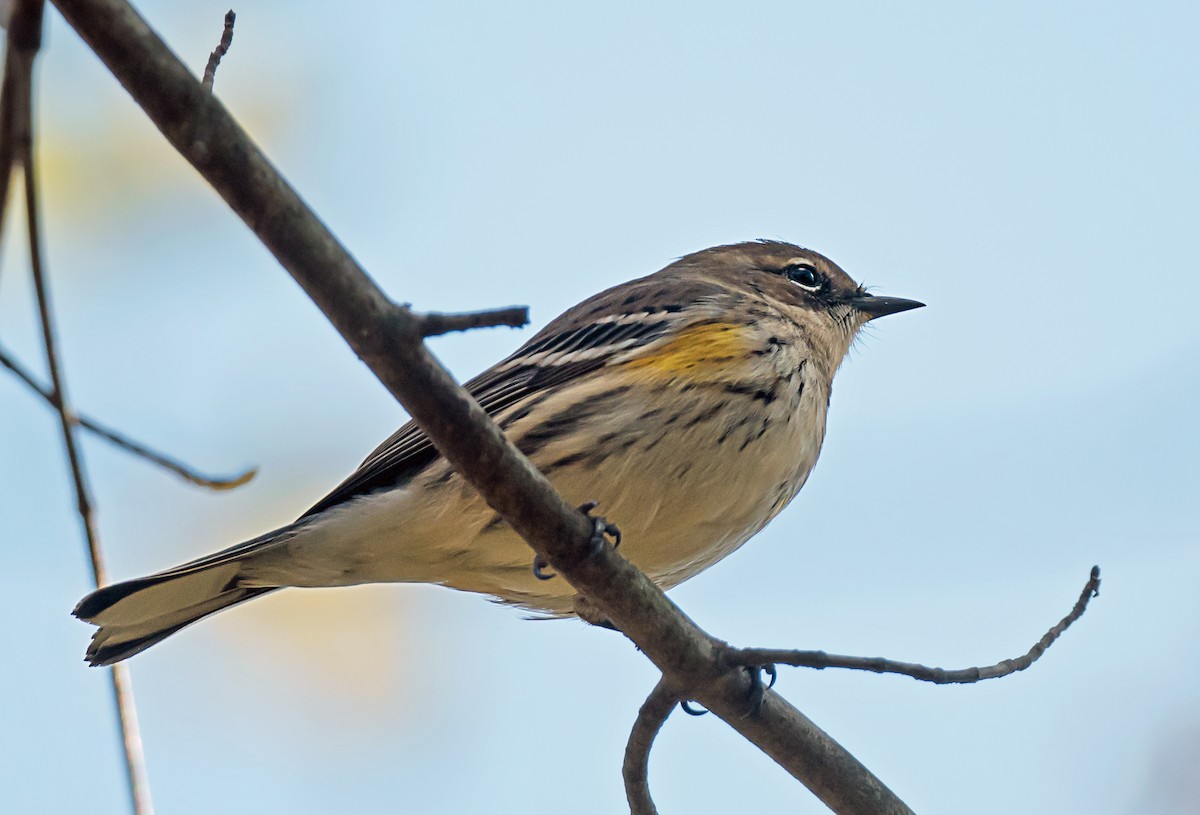 キヅタアメリカムシクイ - ML645693228