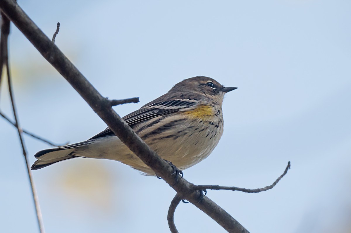 キヅタアメリカムシクイ - ML645693229