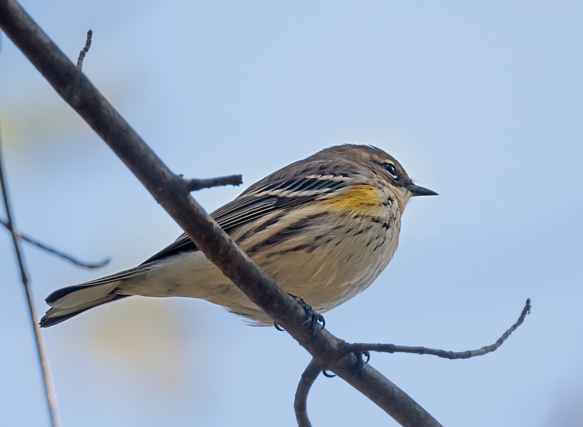 キヅタアメリカムシクイ - ML645693230