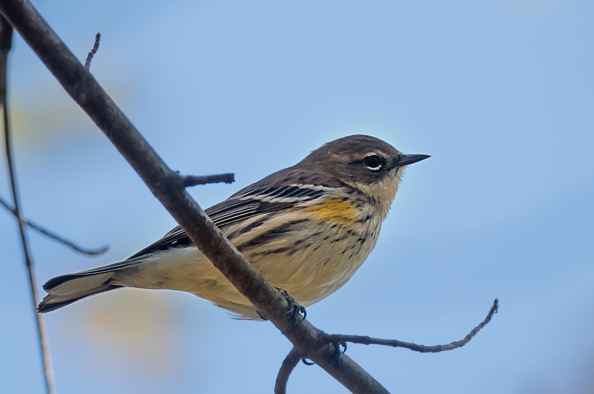 キヅタアメリカムシクイ - ML645693231