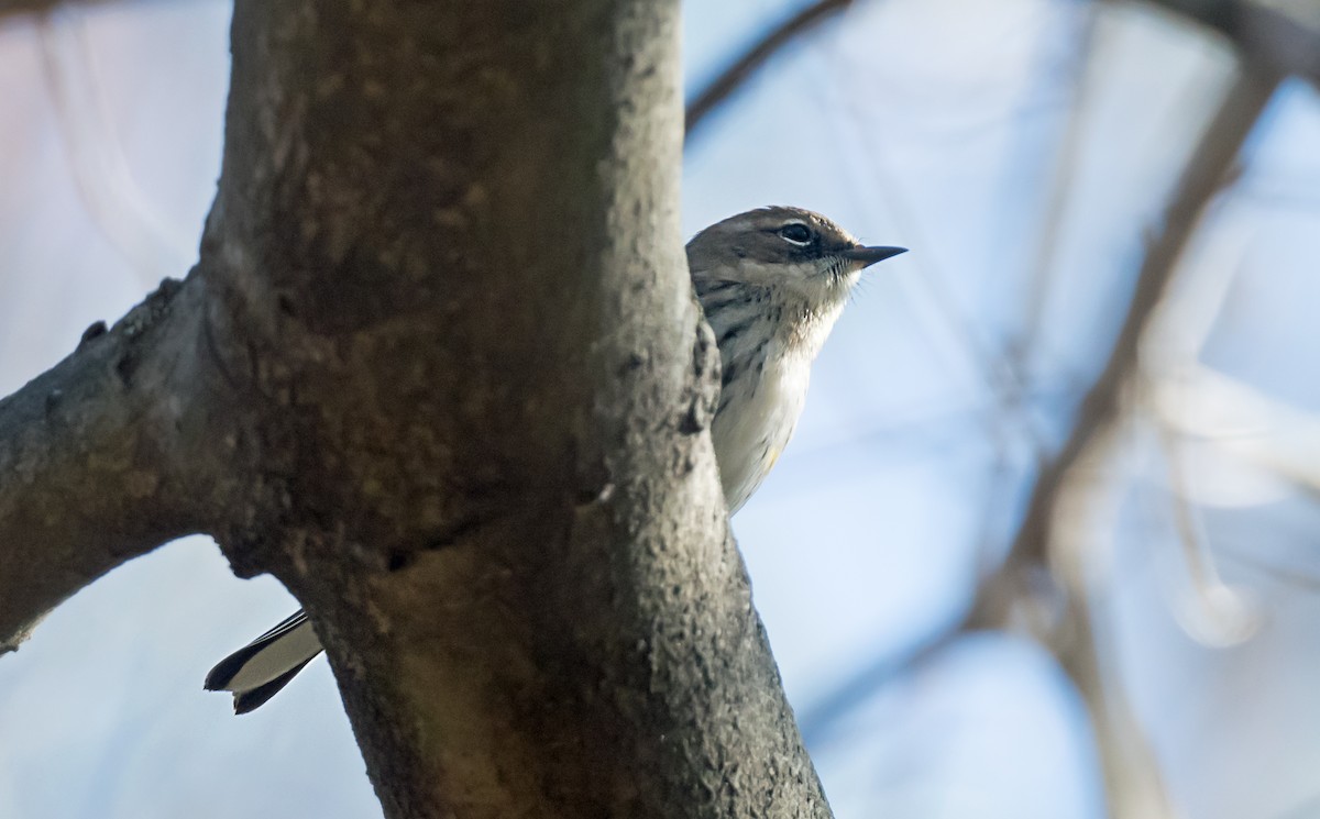 キヅタアメリカムシクイ - ML645693233