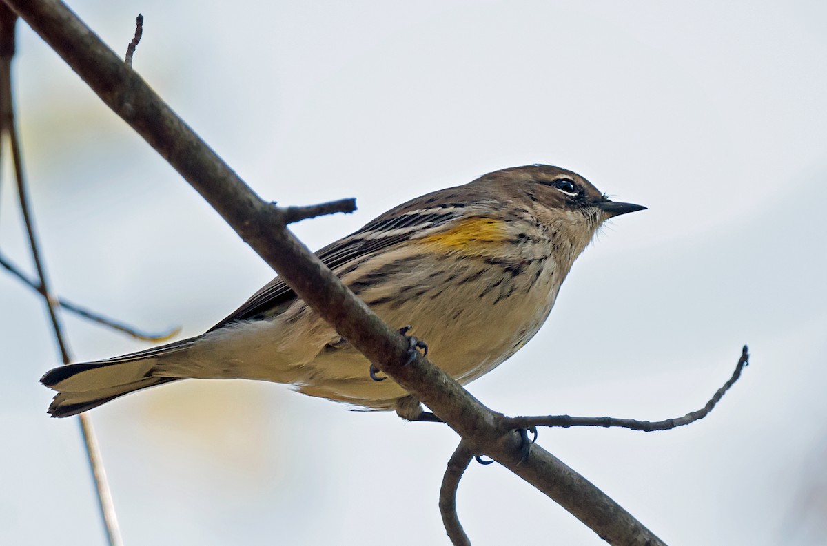 キヅタアメリカムシクイ - ML645693234