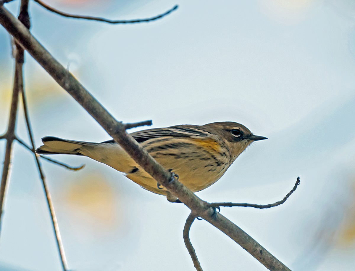 キヅタアメリカムシクイ - ML645693235