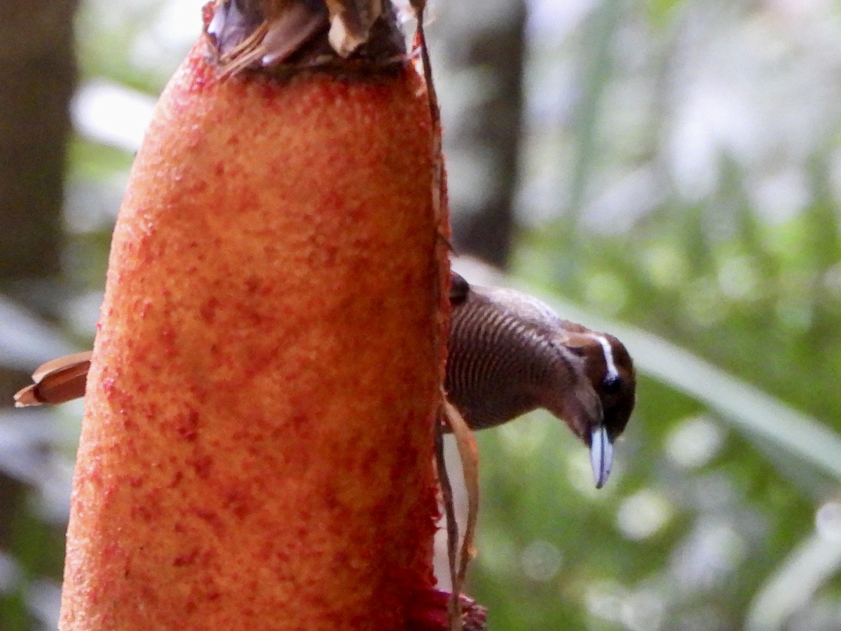 Magnificent Bird-of-Paradise - ML645693236
