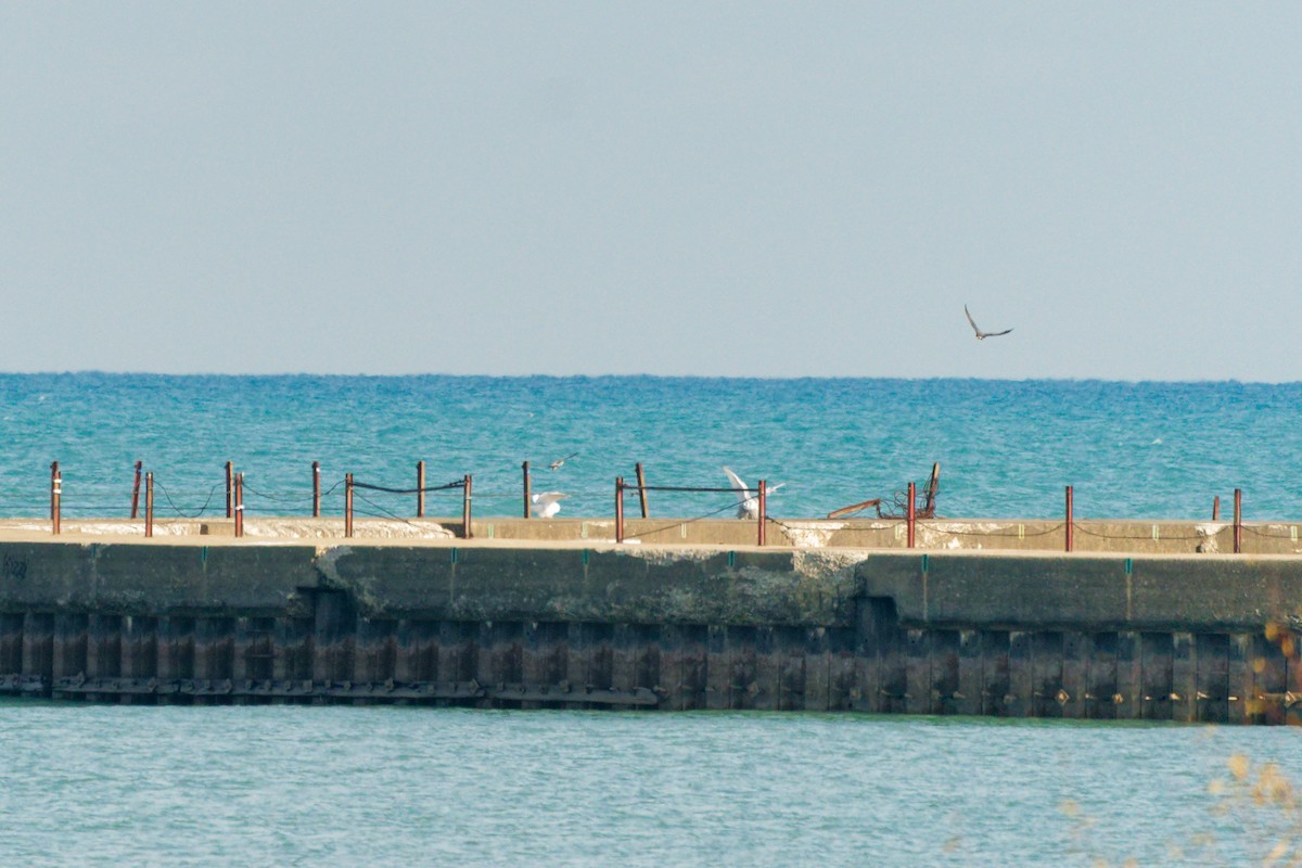 Snowy Owl - ML645693245