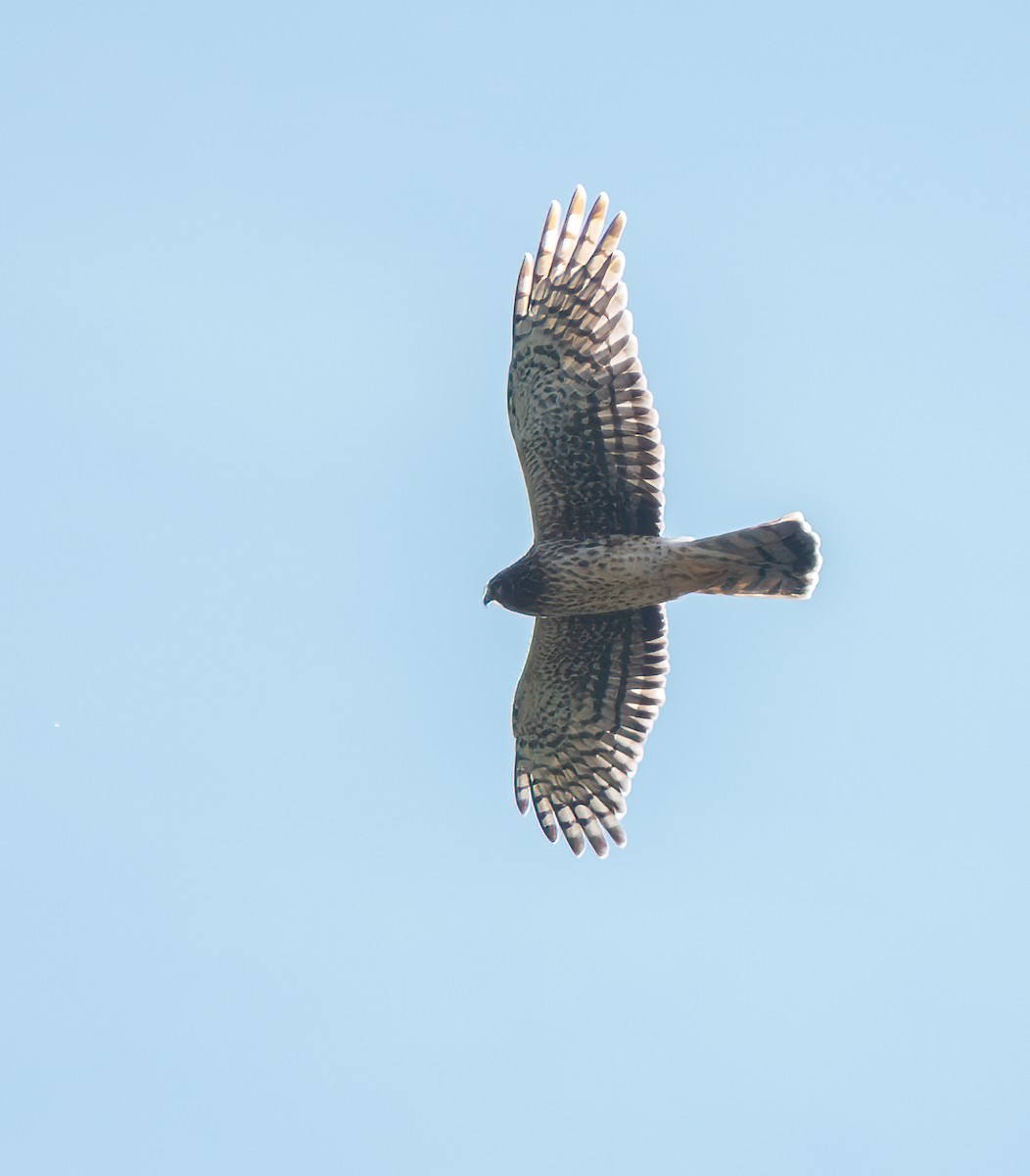 Northern Harrier - ML645693251