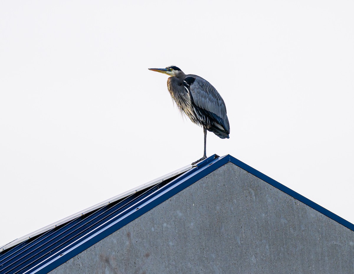 Great Blue Heron - ML645693262