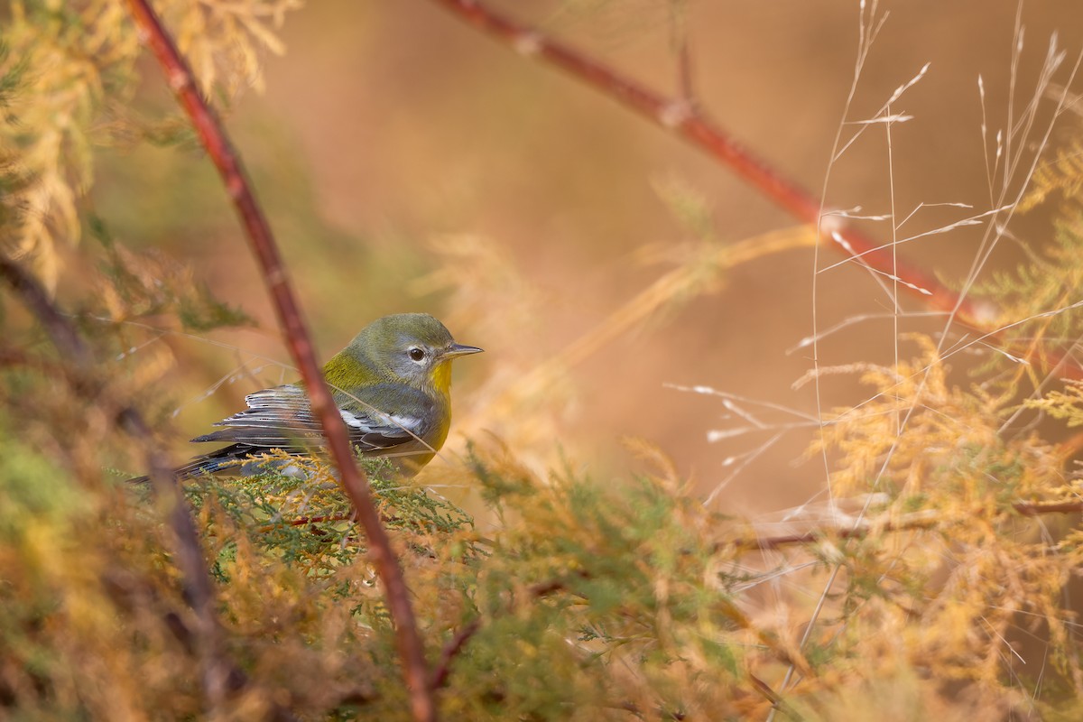 Northern Parula - ML645693265