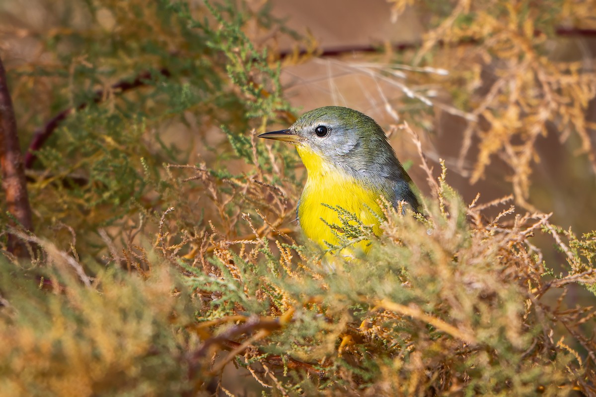 Northern Parula - ML645693266