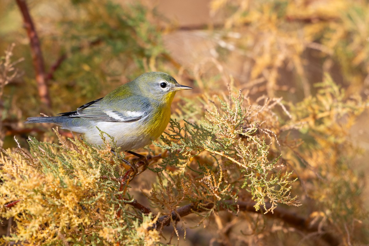 Northern Parula - ML645693268