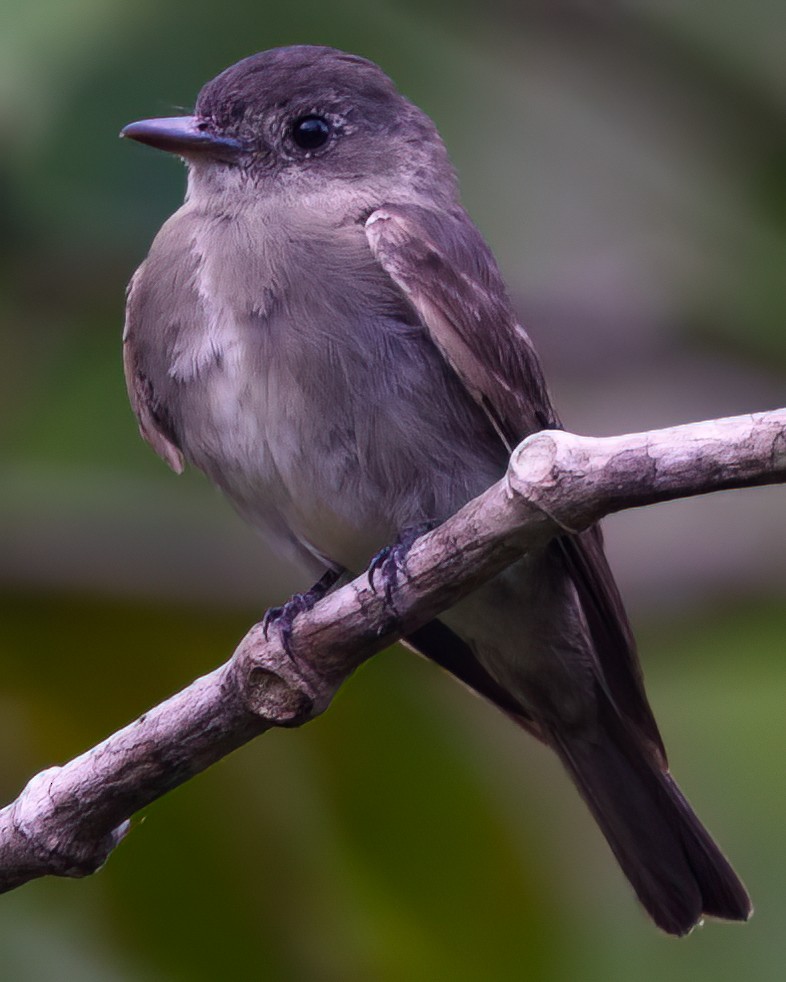 Olive-sided Flycatcher - ML645693281