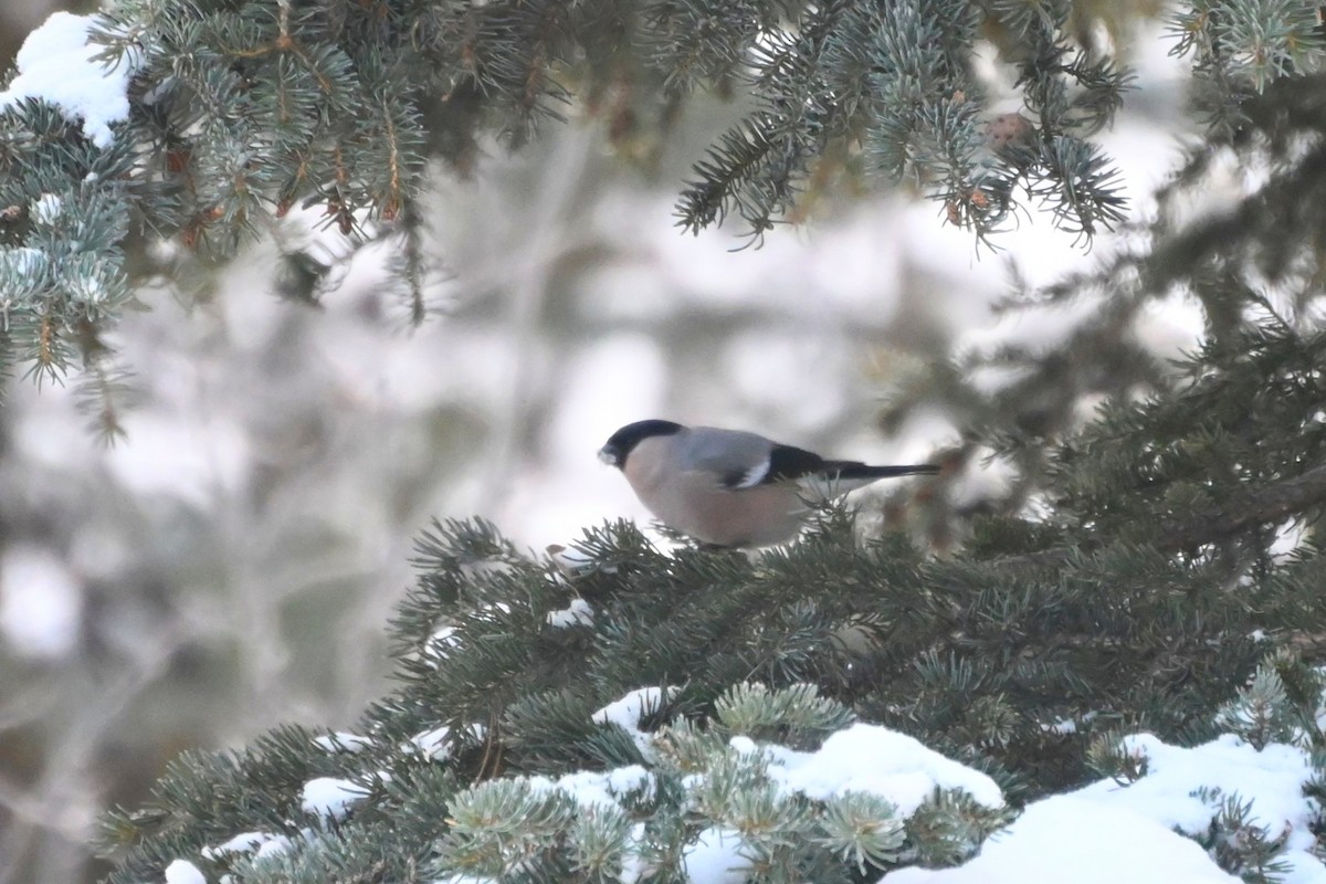 Eurasian Bullfinch - ML645693286