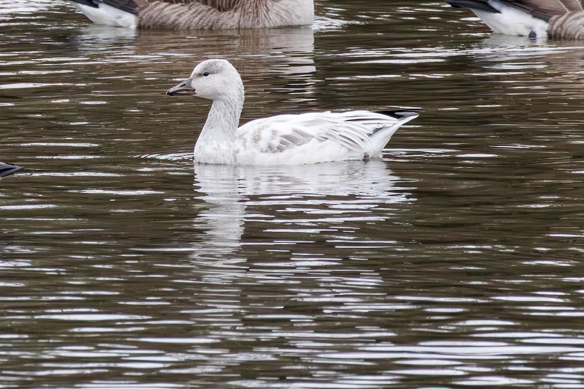 Snow x Ross's Goose (hybrid) - ML645693291