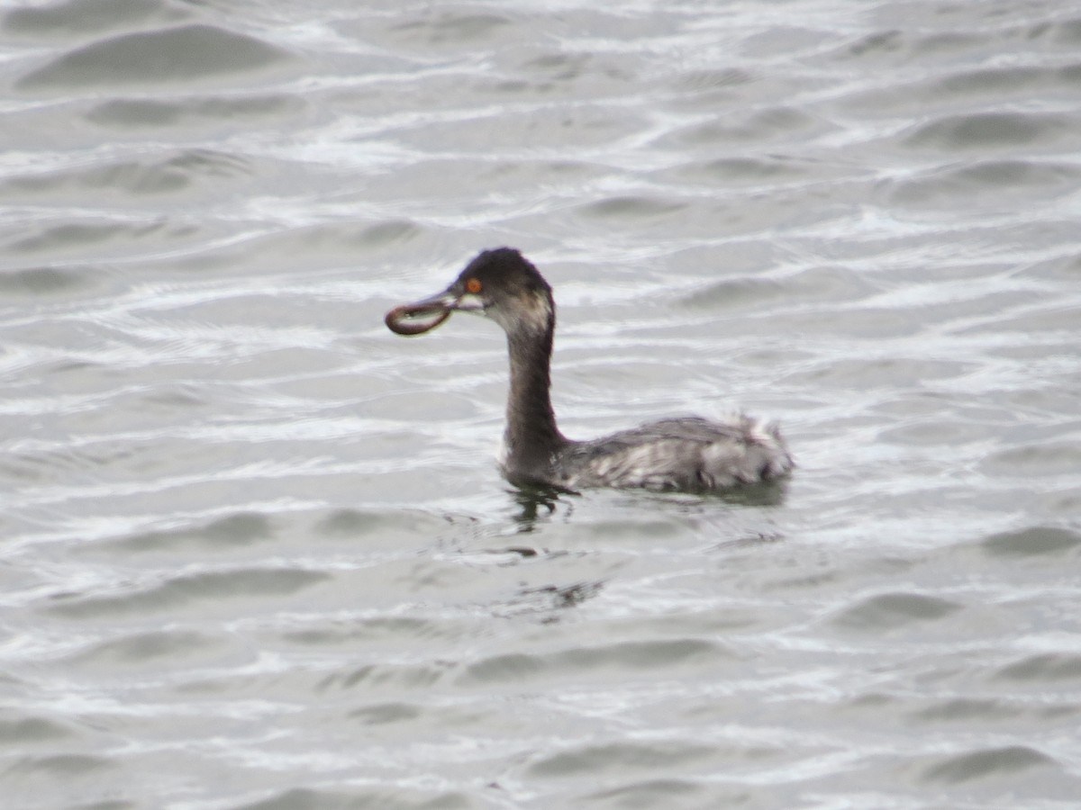 Schwarzhalstaucher - ML645693292