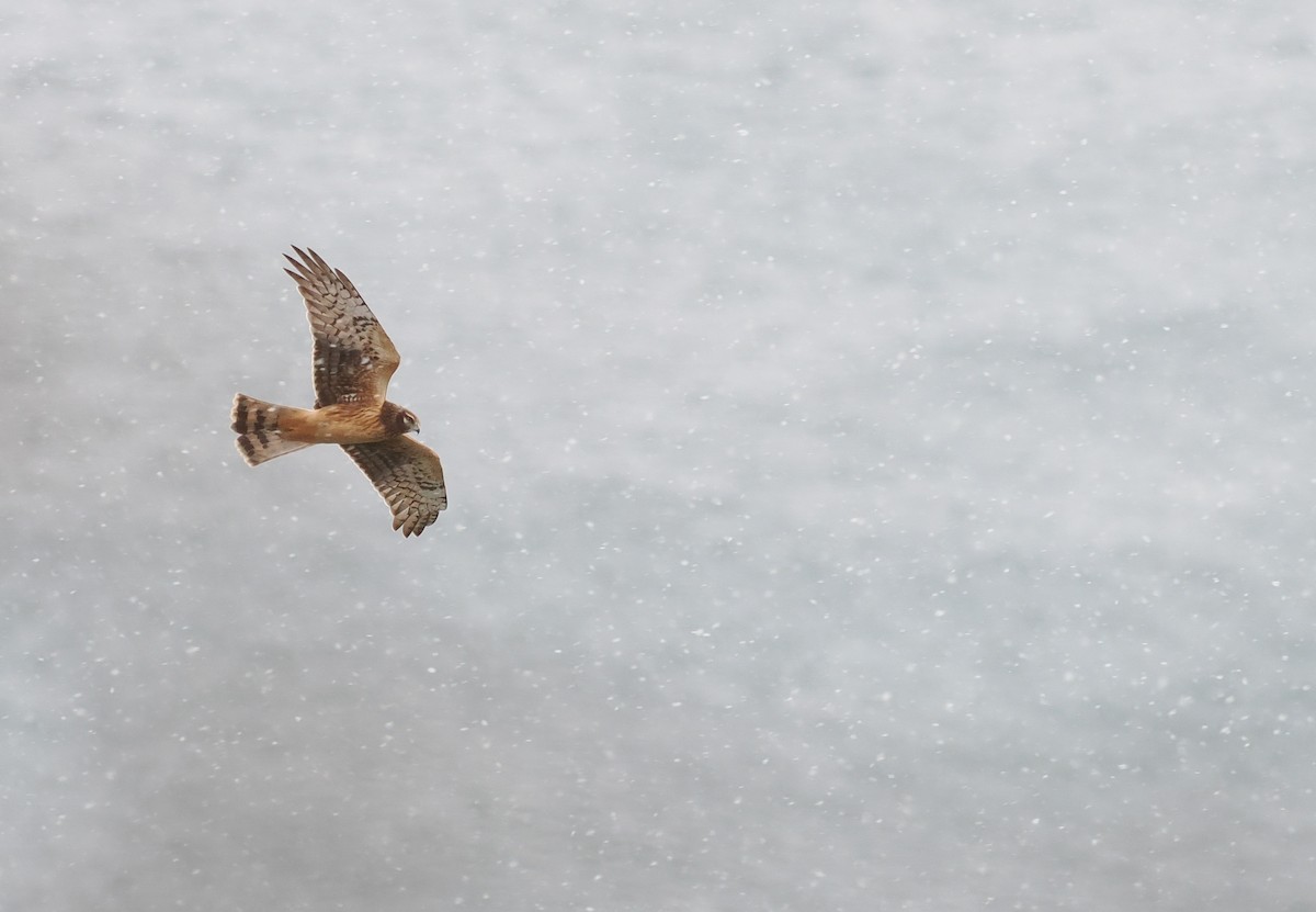 Northern Harrier - ML645693293