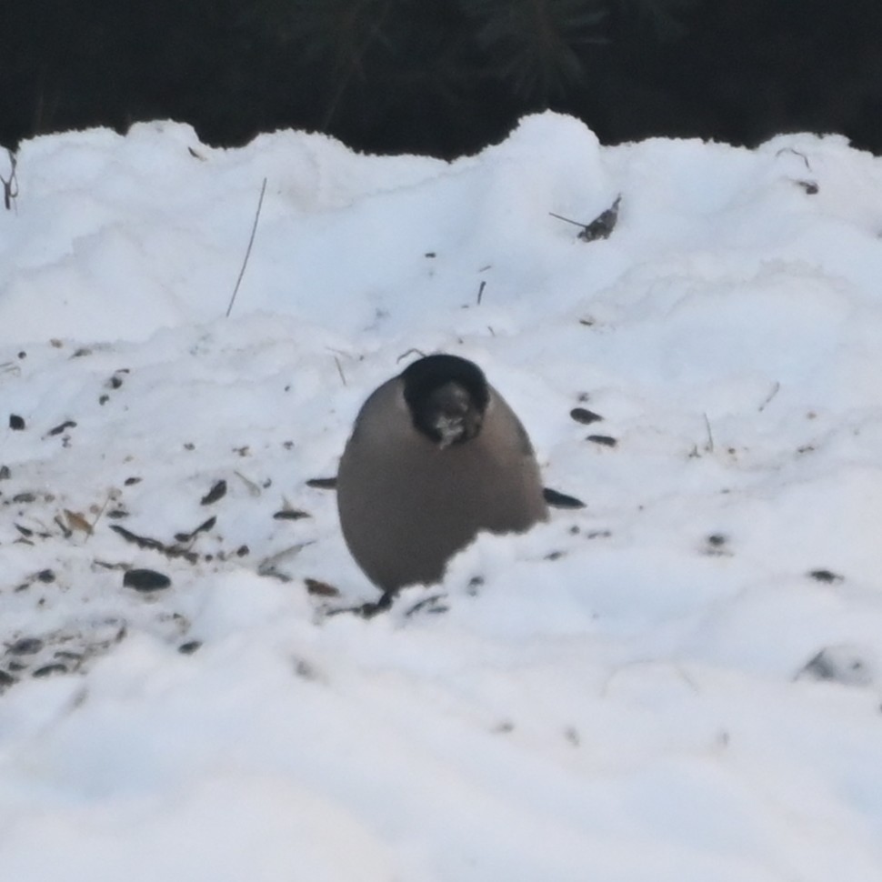 Eurasian Bullfinch - ML645693294