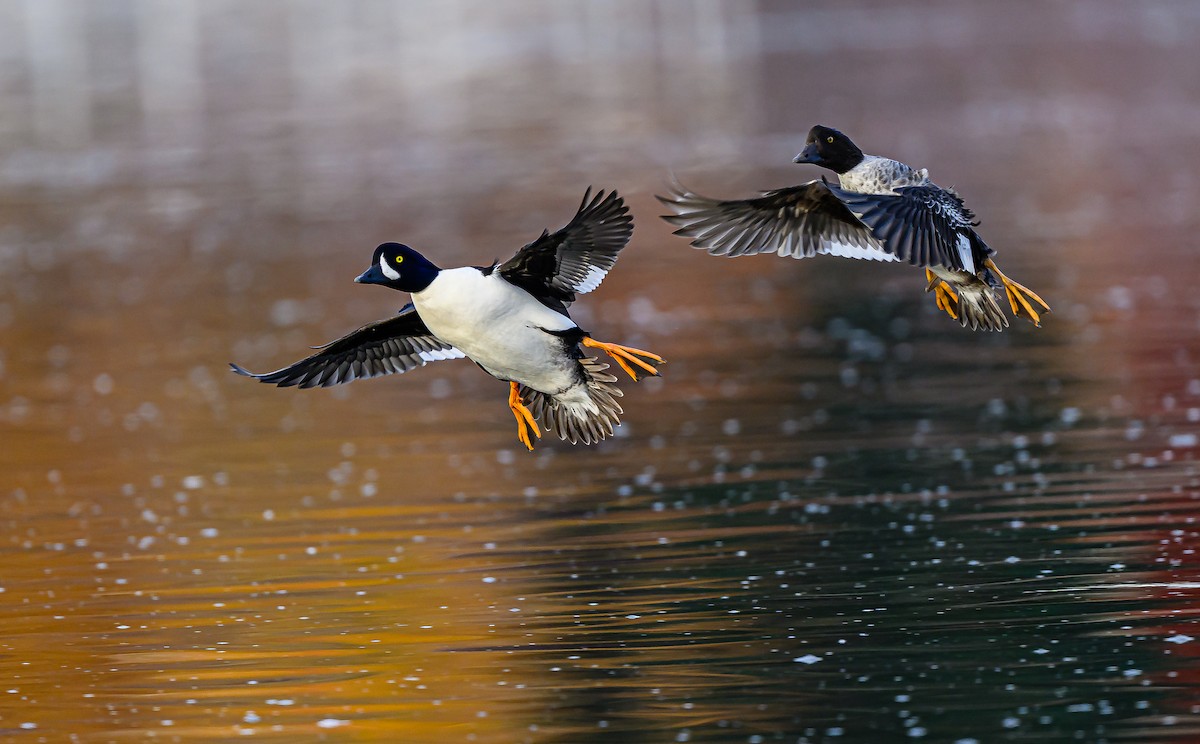 キタホオジロガモ - ML645693295