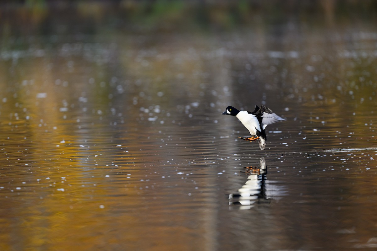 キタホオジロガモ - ML645693296