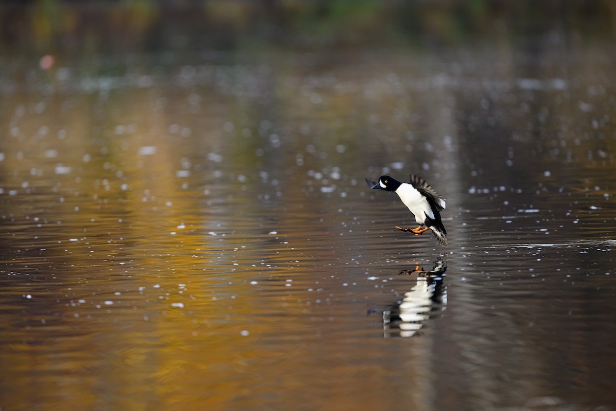 キタホオジロガモ - ML645693297