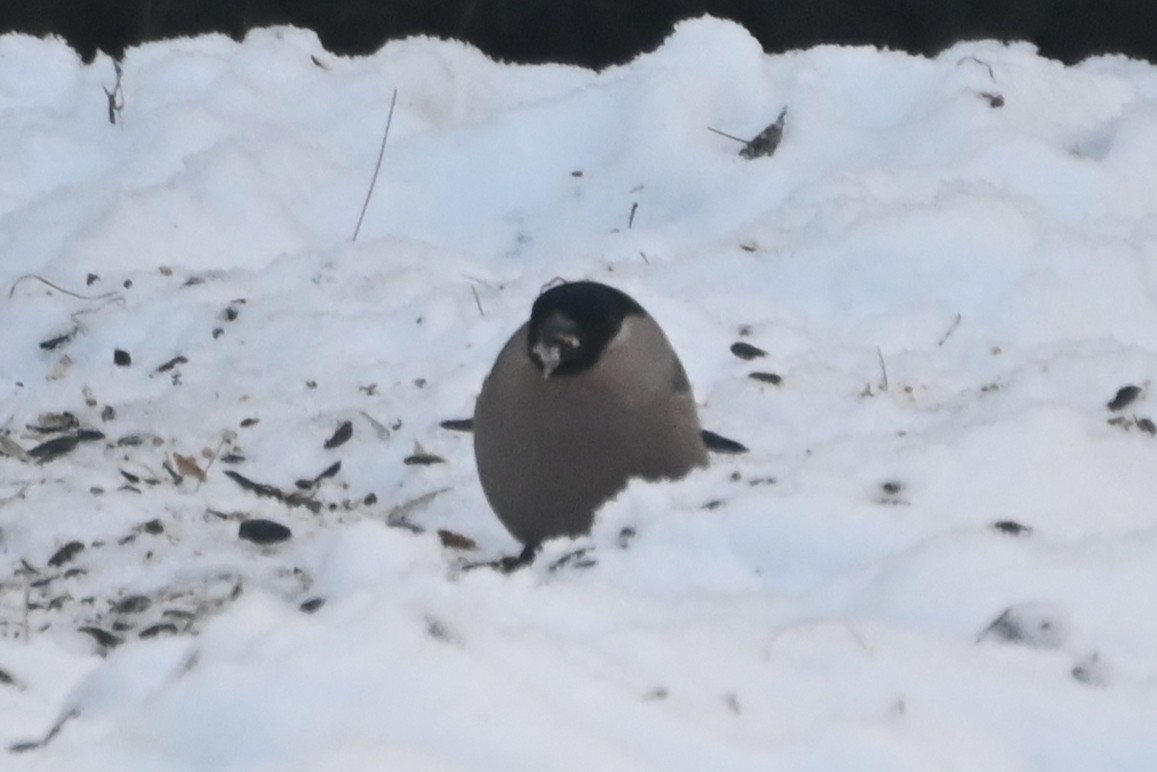 Eurasian Bullfinch - ML645693298