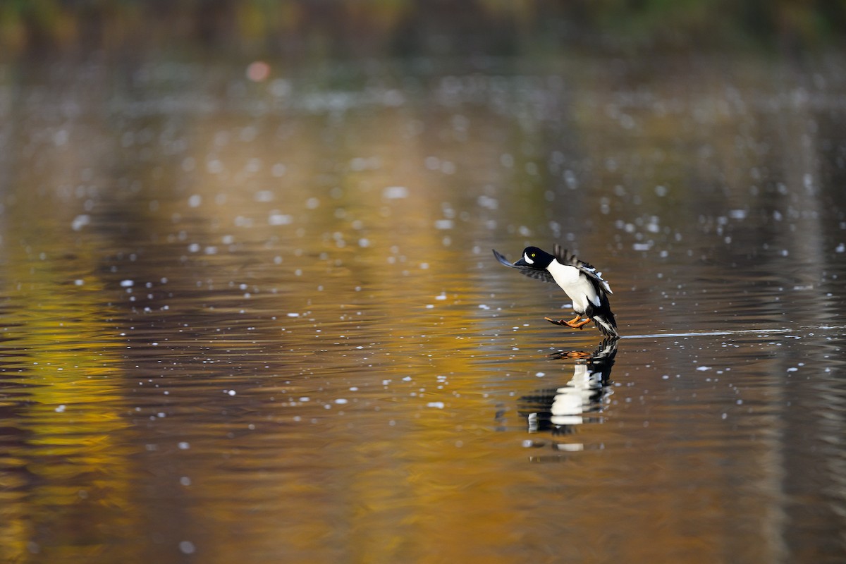 キタホオジロガモ - ML645693300