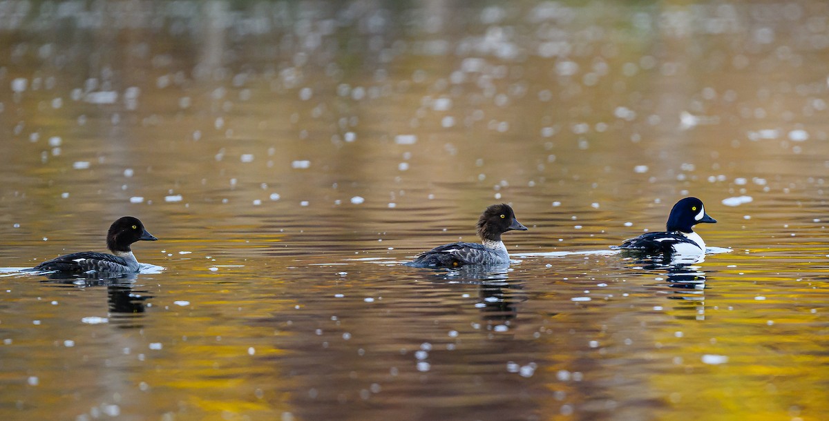 キタホオジロガモ - ML645693302