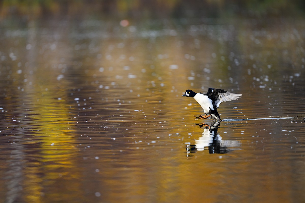 Barrow's Goldeneye - ML645693303