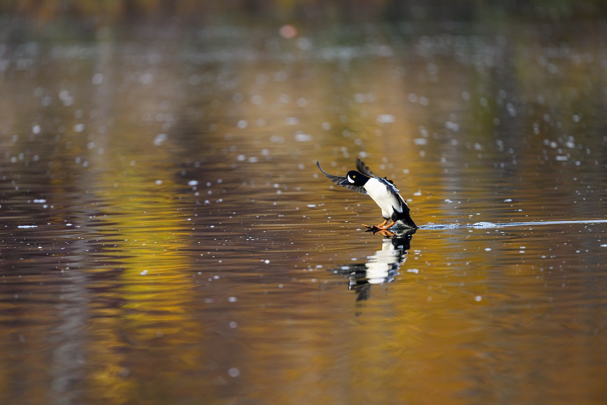 Barrow's Goldeneye - ML645693304