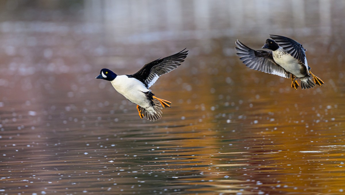 Barrow's Goldeneye - ML645693305