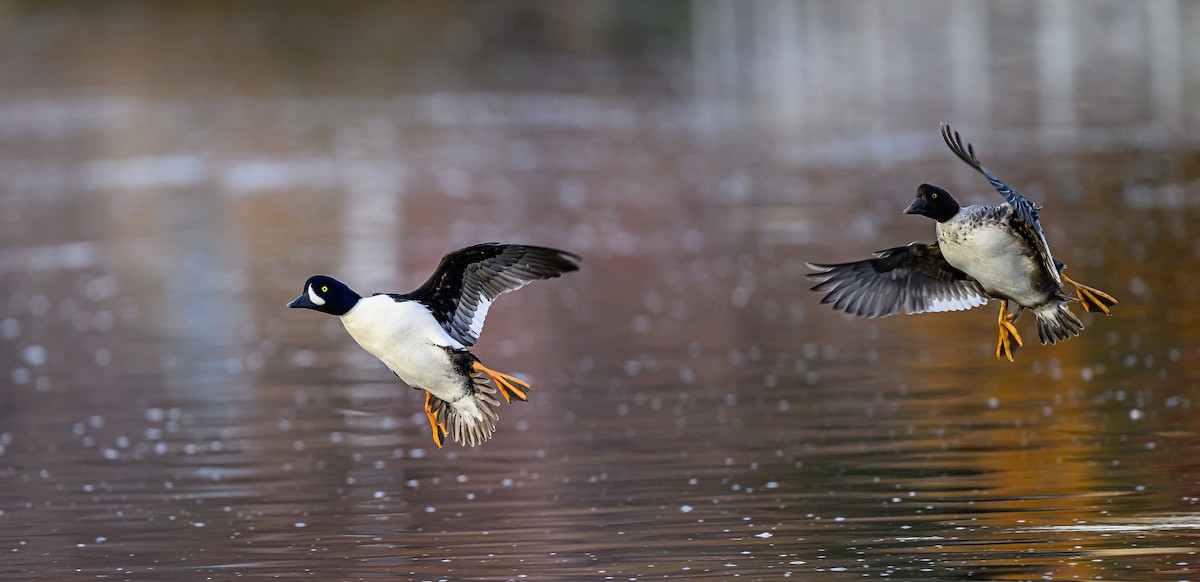 Barrow's Goldeneye - ML645693306