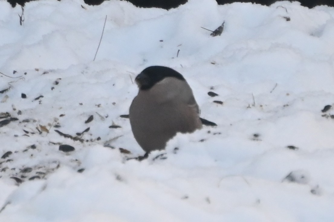 Eurasian Bullfinch - ML645693307