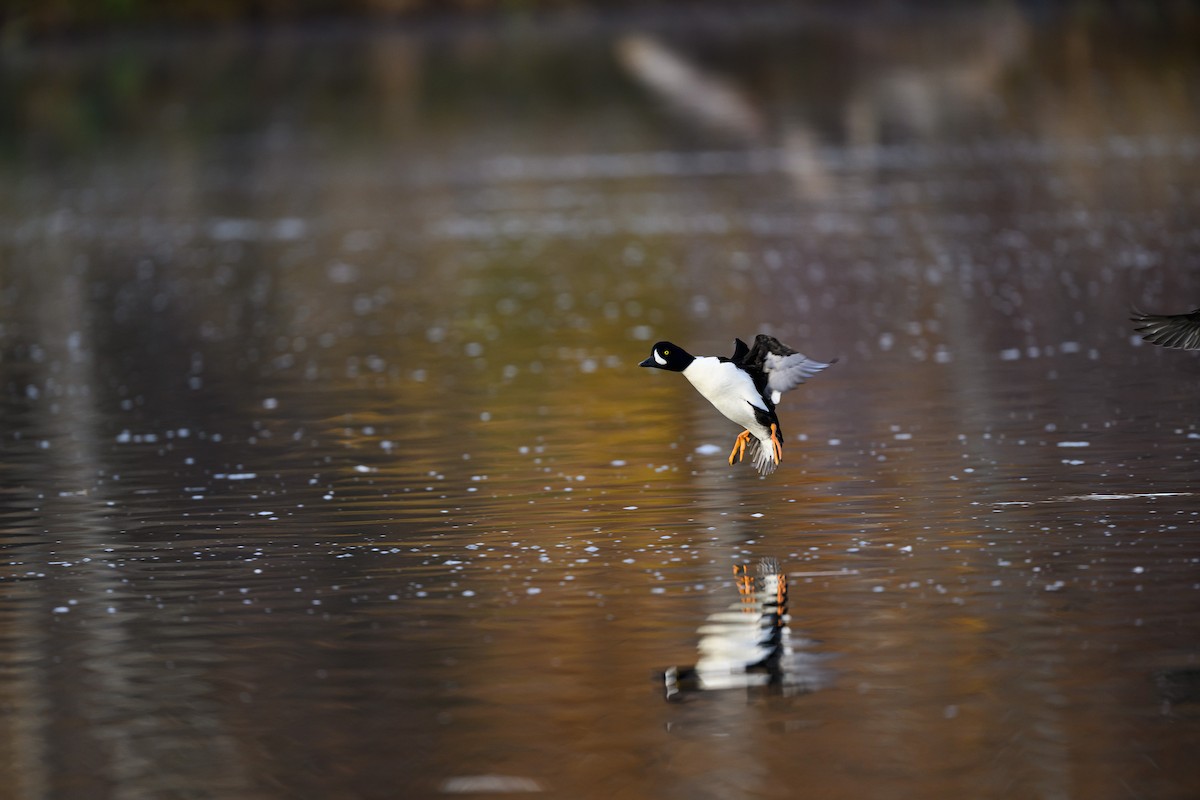 キタホオジロガモ - ML645693308