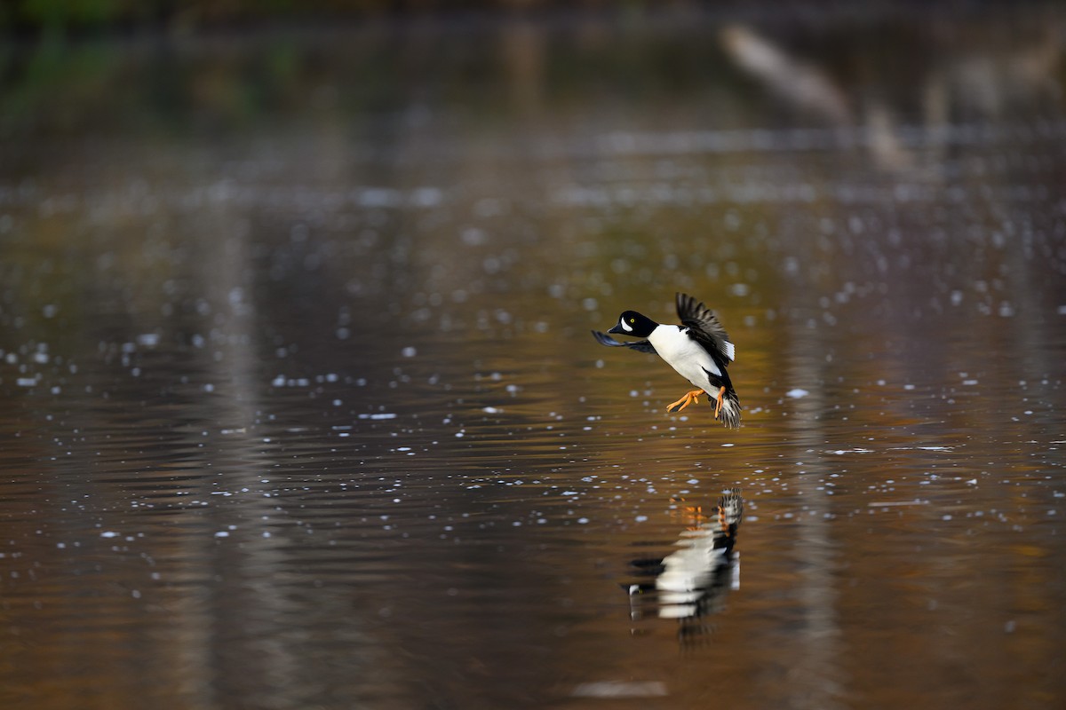 Barrow's Goldeneye - ML645693309