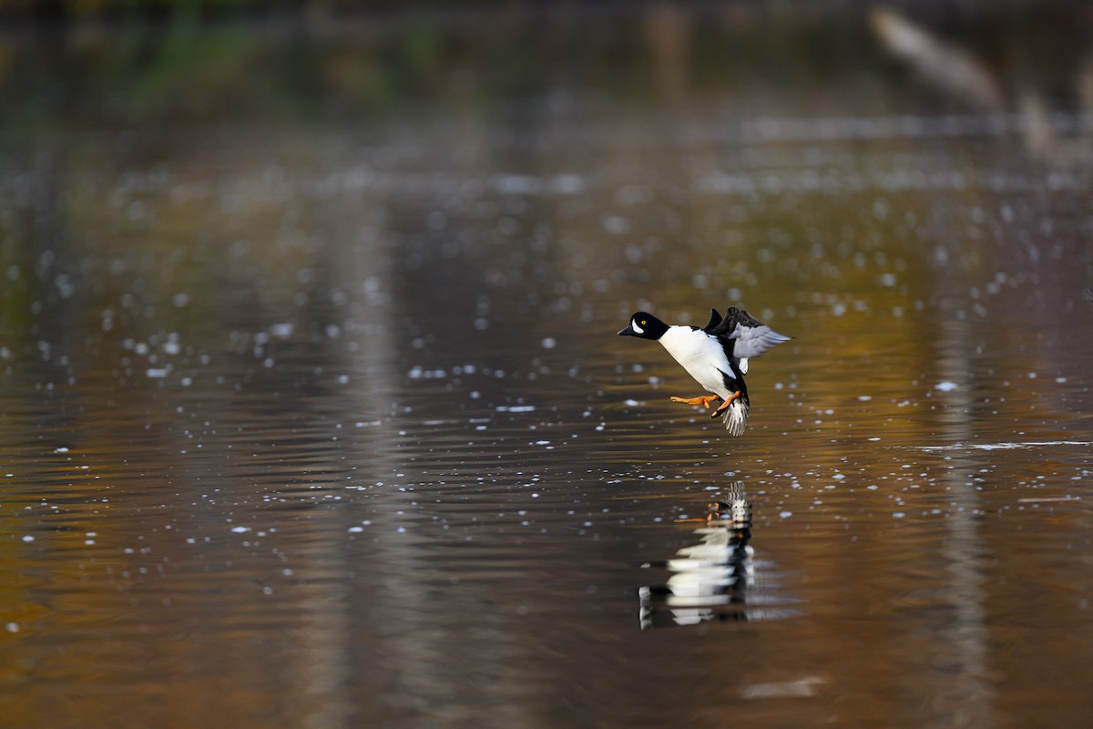 Barrow's Goldeneye - ML645693310