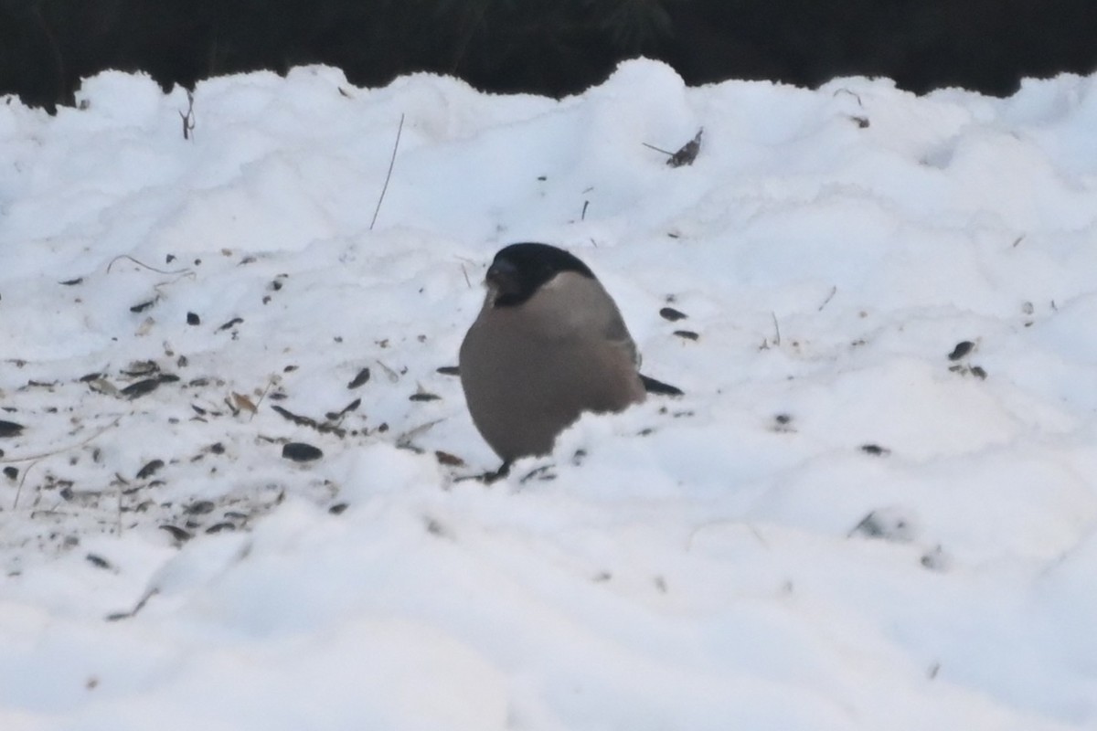 Eurasian Bullfinch - ML645693314