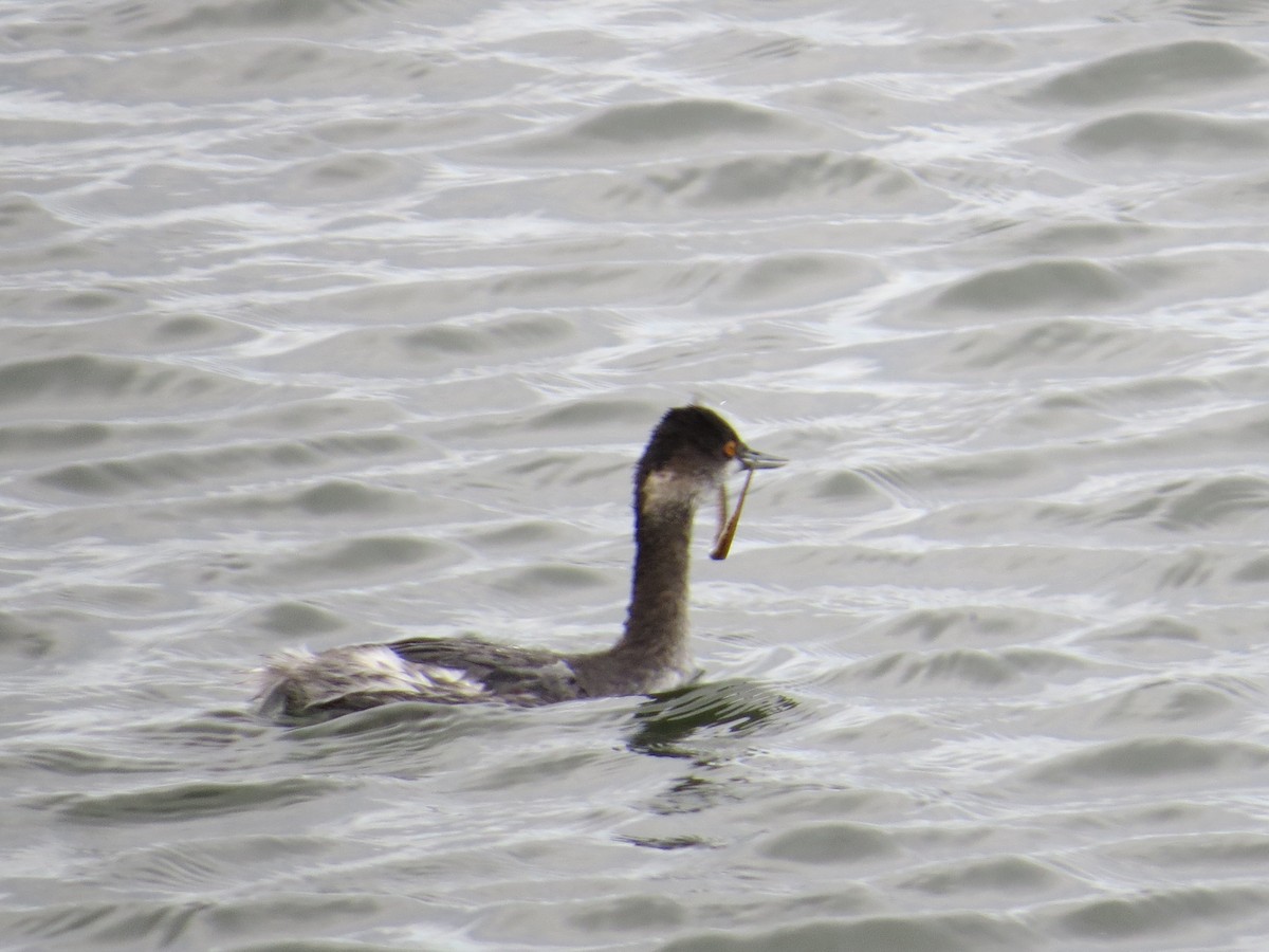 Eared Grebe - ML645693317